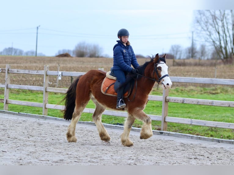 Cob Irlandese / Tinker / Gypsy Vanner Castrone 4 Anni 146 cm Baio chiaro in Bogaarden