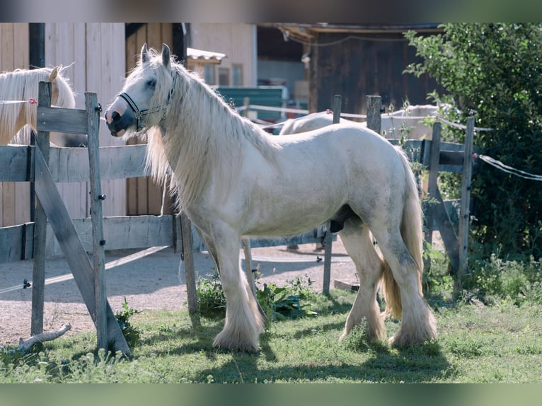 Cob Irlandese / Tinker / Gypsy Vanner Castrone 4 Anni 146 cm Grigio in Bad Vöslau