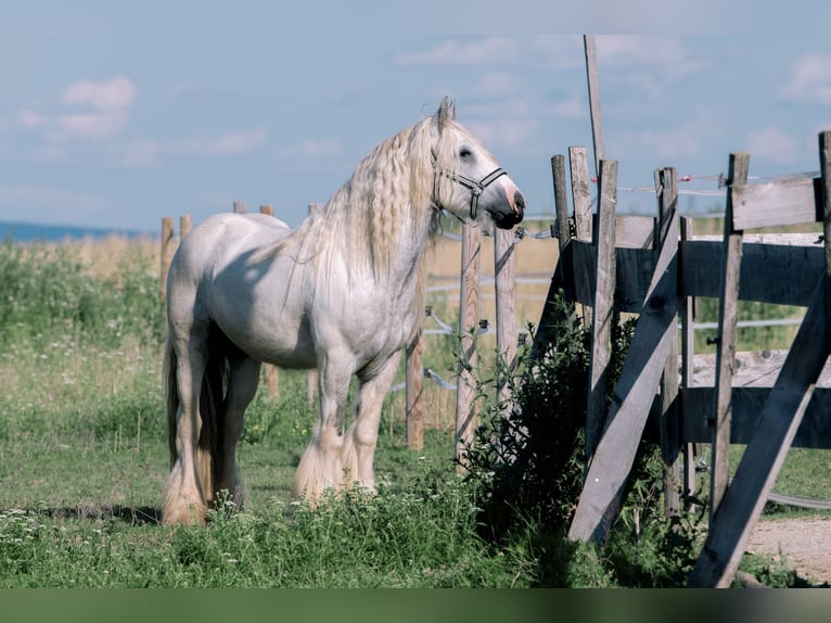 Cob Irlandese / Tinker / Gypsy Vanner Castrone 4 Anni 146 cm Grigio in Bad Vöslau