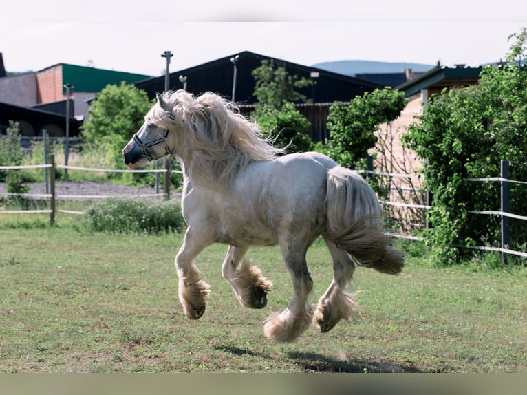 Cob Irlandese / Tinker / Gypsy Vanner Castrone 4 Anni 146 cm Grigio in Bad Vöslau