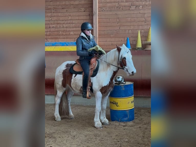 Cob Irlandese / Tinker / Gypsy Vanner Castrone 4 Anni 146 cm Pezzato in AchstettenAchstetten