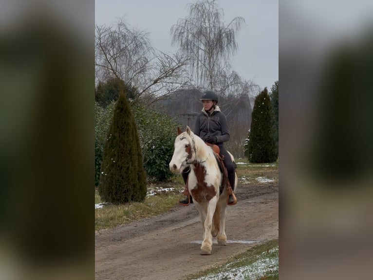 Cob Irlandese / Tinker / Gypsy Vanner Castrone 4 Anni 146 cm Pezzato in AchstettenAchstetten