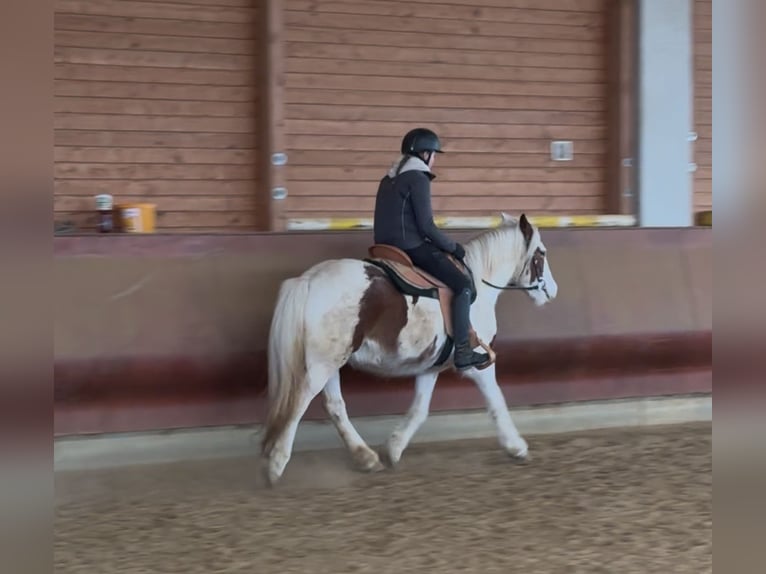 Cob Irlandese / Tinker / Gypsy Vanner Castrone 4 Anni 146 cm Pezzato in AchstettenAchstetten