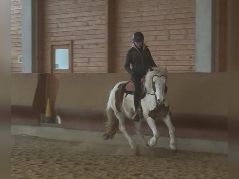 Cob Irlandese / Tinker / Gypsy Vanner Castrone 4 Anni 146 cm Pezzato in AchstettenAchstetten