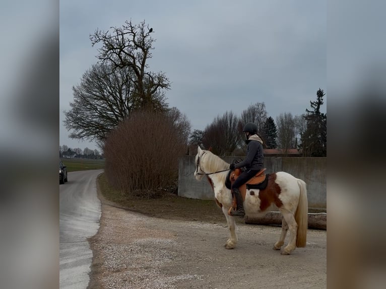 Cob Irlandese / Tinker / Gypsy Vanner Castrone 4 Anni 146 cm Pezzato in AchstettenAchstetten