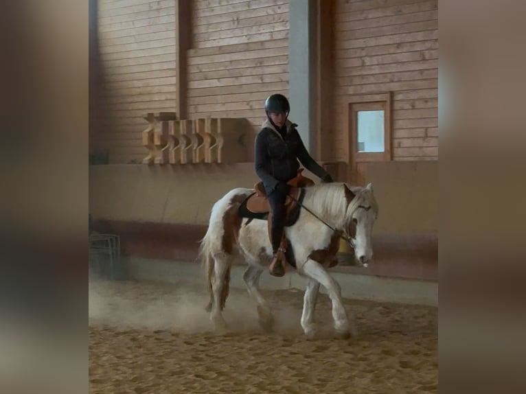 Cob Irlandese / Tinker / Gypsy Vanner Castrone 4 Anni 146 cm Pezzato in AchstettenAchstetten