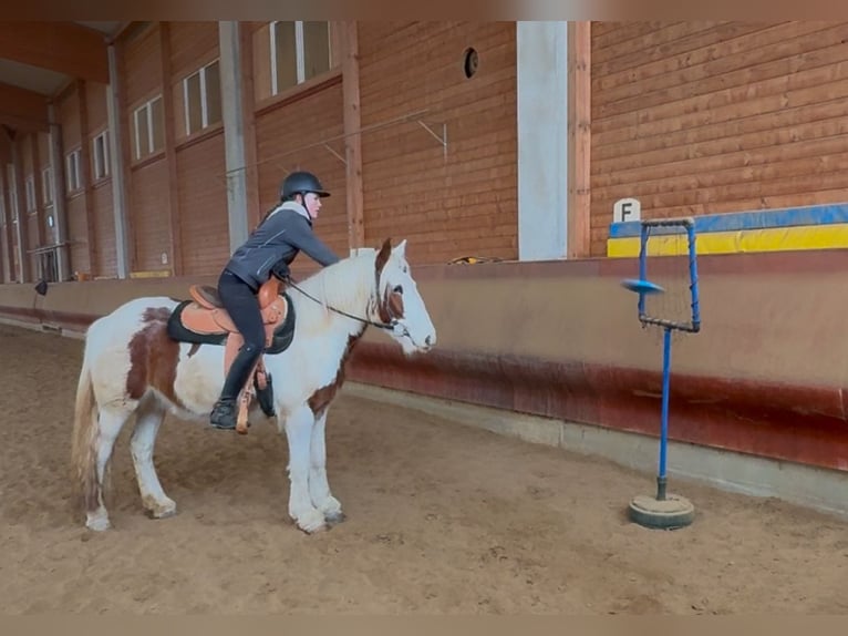 Cob Irlandese / Tinker / Gypsy Vanner Castrone 4 Anni 146 cm Pezzato in AchstettenAchstetten