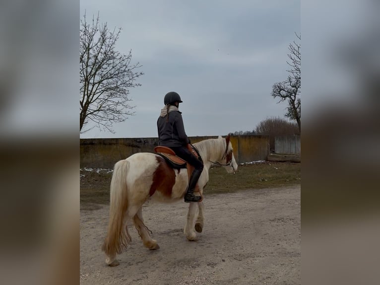 Cob Irlandese / Tinker / Gypsy Vanner Castrone 4 Anni 146 cm Pezzato in AchstettenAchstetten