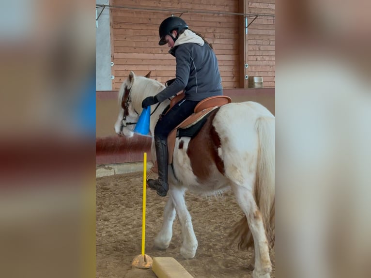 Cob Irlandese / Tinker / Gypsy Vanner Castrone 4 Anni 146 cm Pezzato in AchstettenAchstetten