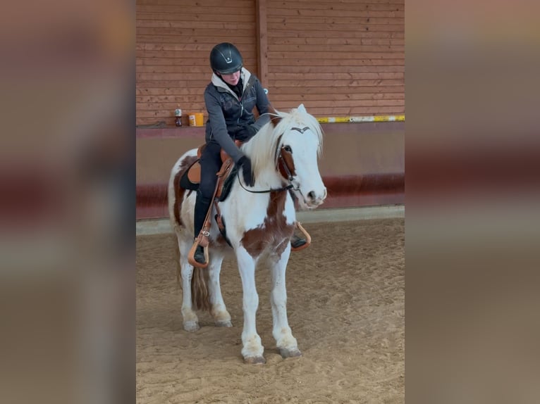 Cob Irlandese / Tinker / Gypsy Vanner Castrone 4 Anni 146 cm Pezzato in AchstettenAchstetten