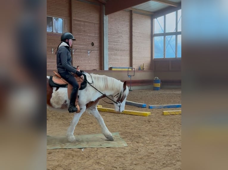 Cob Irlandese / Tinker / Gypsy Vanner Castrone 4 Anni 146 cm Pezzato in AchstettenAchstetten