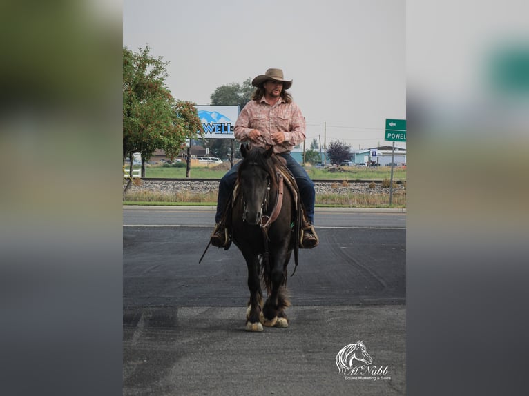 Cob Irlandese / Tinker / Gypsy Vanner Mix Castrone 4 Anni 147 cm Morello in Cody