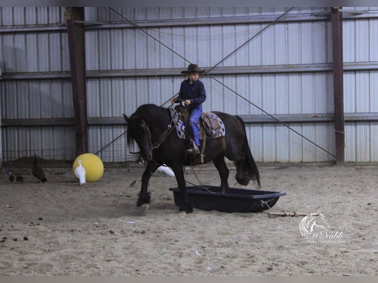 Cob Irlandese / Tinker / Gypsy Vanner Mix Castrone 4 Anni 147 cm Morello in Cody