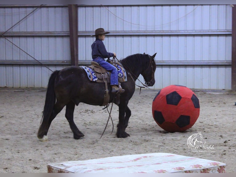 Cob Irlandese / Tinker / Gypsy Vanner Mix Castrone 4 Anni 147 cm Morello in Cody