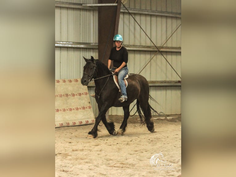 Cob Irlandese / Tinker / Gypsy Vanner Mix Castrone 4 Anni 147 cm Morello in Cody