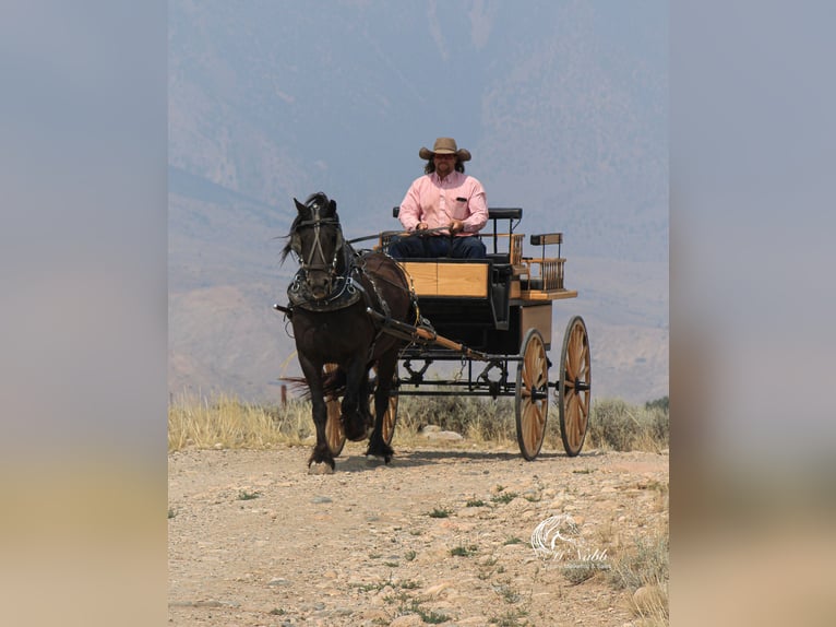 Cob Irlandese / Tinker / Gypsy Vanner Mix Castrone 4 Anni 147 cm Morello in Cody