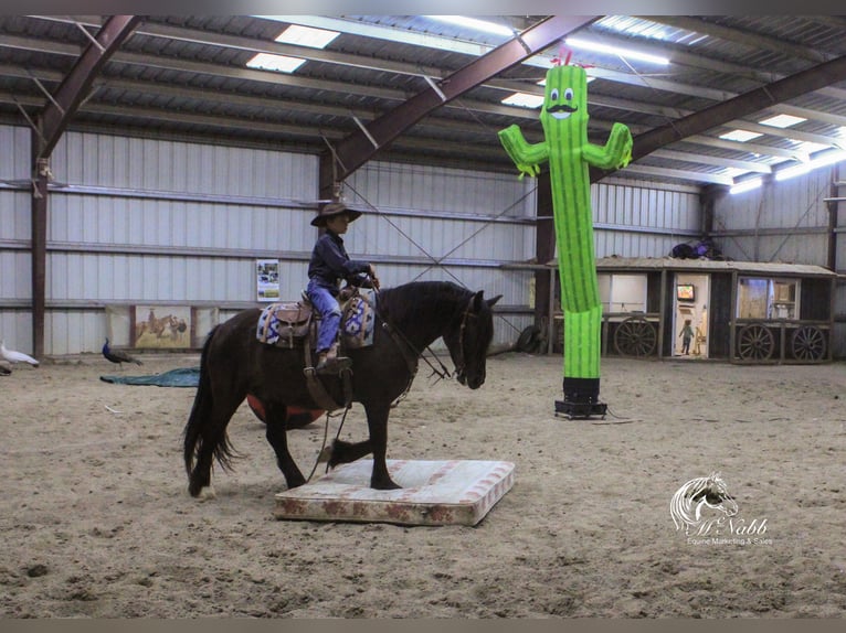 Cob Irlandese / Tinker / Gypsy Vanner Mix Castrone 4 Anni 147 cm Morello in Cody