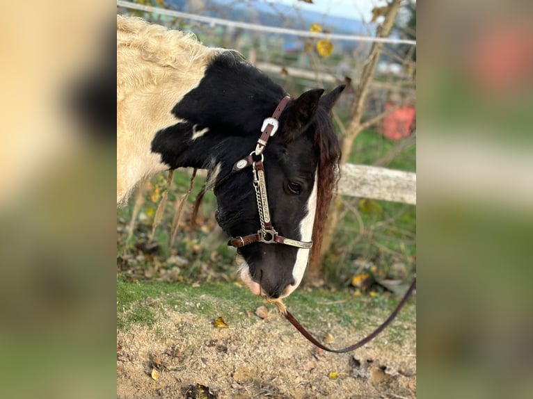 Cob Irlandese / Tinker / Gypsy Vanner Castrone 4 Anni 148 cm Tobiano-tutti i colori in Kammlach