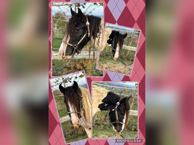 Cob Irlandese / Tinker / Gypsy Vanner Castrone 4 Anni 148 cm Tobiano-tutti i colori in Kammlach