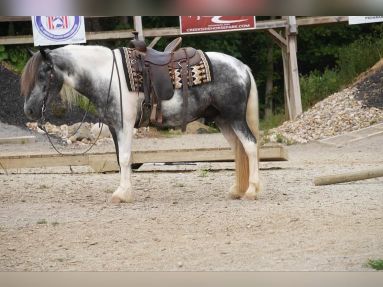 Cob Irlandese / Tinker / Gypsy Vanner Mix Castrone 4 Anni 150 cm Tobiano-tutti i colori in Fresno, OH