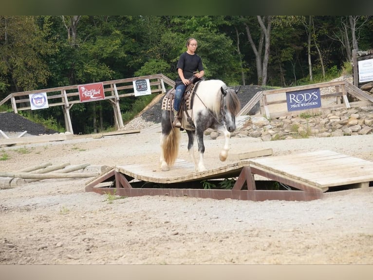 Cob Irlandese / Tinker / Gypsy Vanner Mix Castrone 4 Anni 150 cm Tobiano-tutti i colori in Fresno, OH