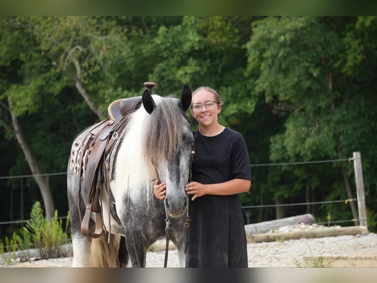 Cob Irlandese / Tinker / Gypsy Vanner Mix Castrone 4 Anni 150 cm Tobiano-tutti i colori in Fresno, OH