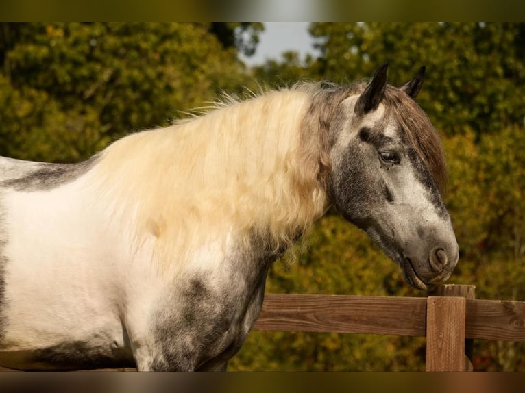 Cob Irlandese / Tinker / Gypsy Vanner Mix Castrone 4 Anni 150 cm Tobiano-tutti i colori in Fresno, OH