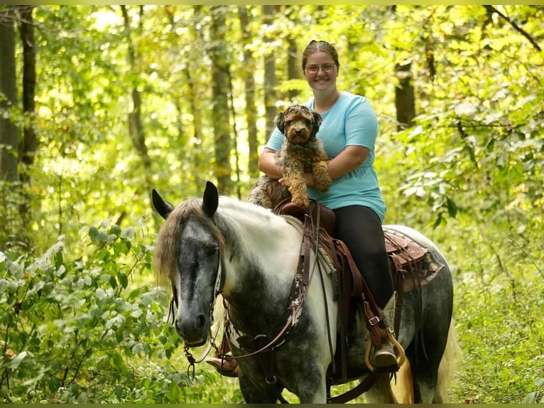 Cob Irlandese / Tinker / Gypsy Vanner Mix Castrone 4 Anni 150 cm Tobiano-tutti i colori in Fresno, OH