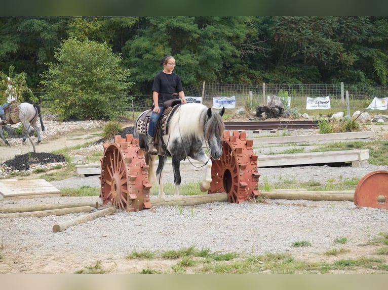 Cob Irlandese / Tinker / Gypsy Vanner Mix Castrone 4 Anni 150 cm Tobiano-tutti i colori in Fresno, OH