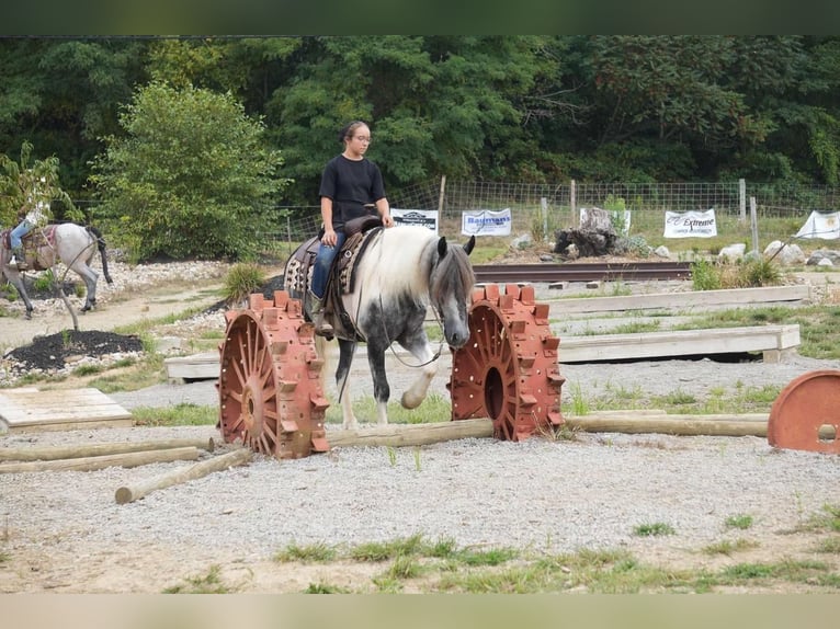 Cob Irlandese / Tinker / Gypsy Vanner Mix Castrone 4 Anni 150 cm Tobiano-tutti i colori in Fresno, OH