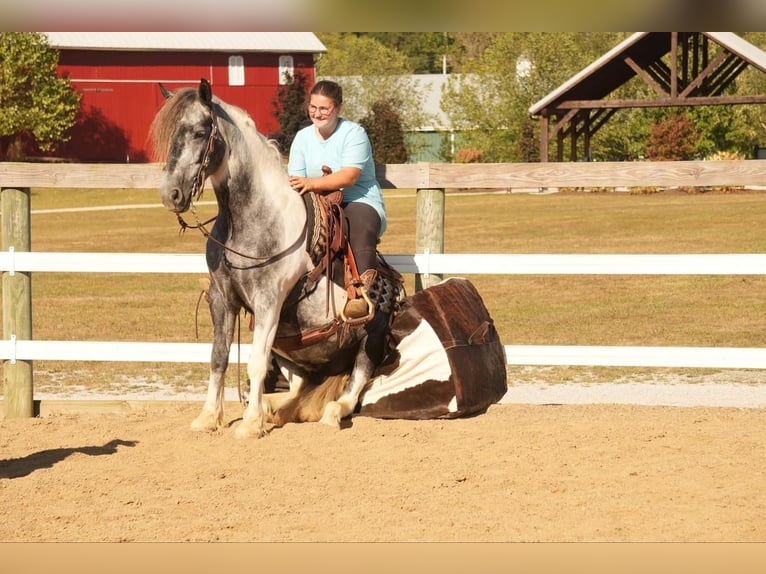 Cob Irlandese / Tinker / Gypsy Vanner Mix Castrone 4 Anni 150 cm Tobiano-tutti i colori in Fresno, OH