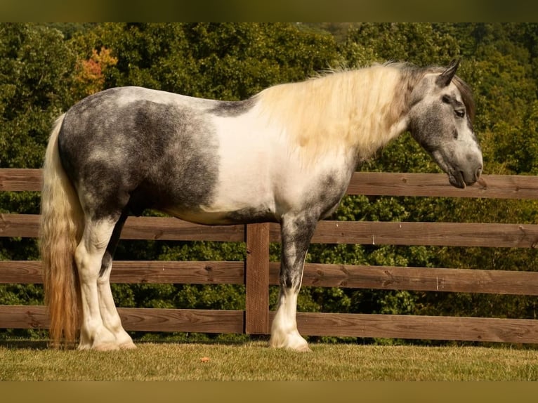 Cob Irlandese / Tinker / Gypsy Vanner Mix Castrone 4 Anni 150 cm Tobiano-tutti i colori in Fresno, OH