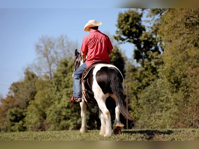 Cob Irlandese / Tinker / Gypsy Vanner Castrone 4 Anni 150 cm Tobiano-tutti i colori in Santa Fe, TN