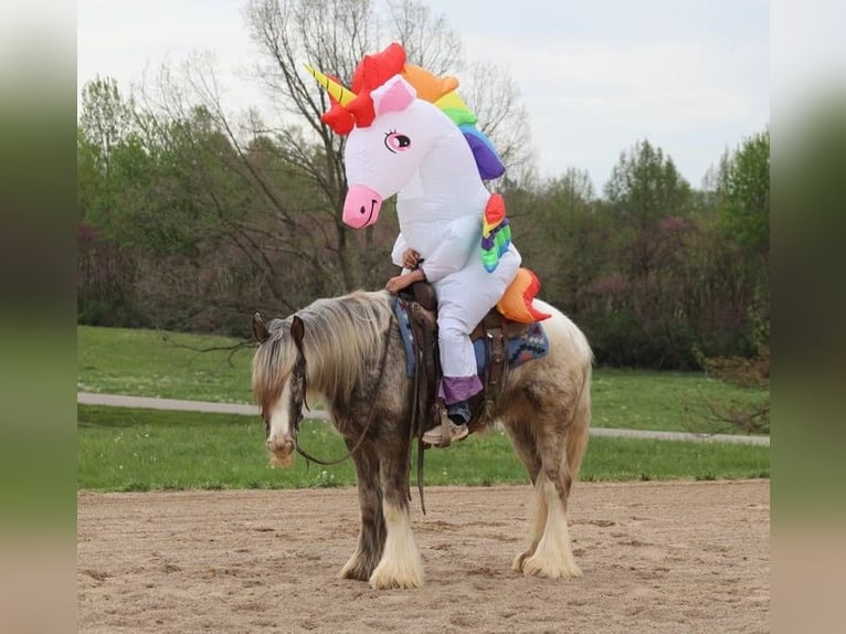 Cob Irlandese / Tinker / Gypsy Vanner Castrone 4 Anni 152 cm in Mount Vernon Ky