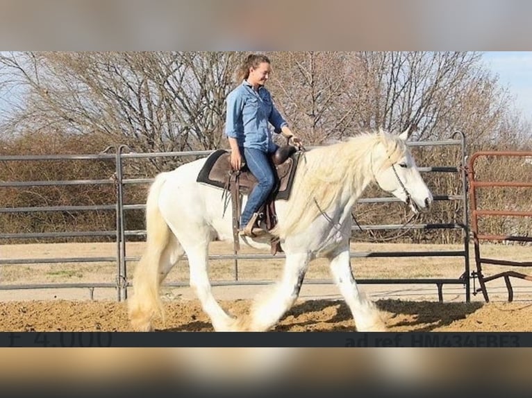 Cob Irlandese / Tinker / Gypsy Vanner Castrone 4 Anni 152 cm Champagne in Texas City