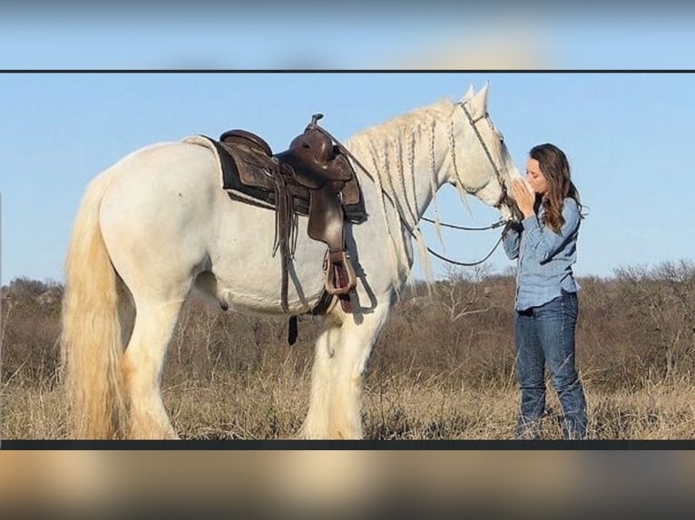 Cob Irlandese / Tinker / Gypsy Vanner Castrone 4 Anni 152 cm Champagne in Texas City