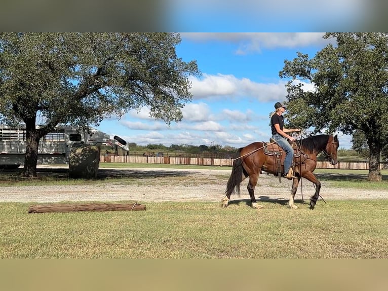 Cob Irlandese / Tinker / Gypsy Vanner Castrone 4 Anni Baio ciliegia in Jacksboro TX