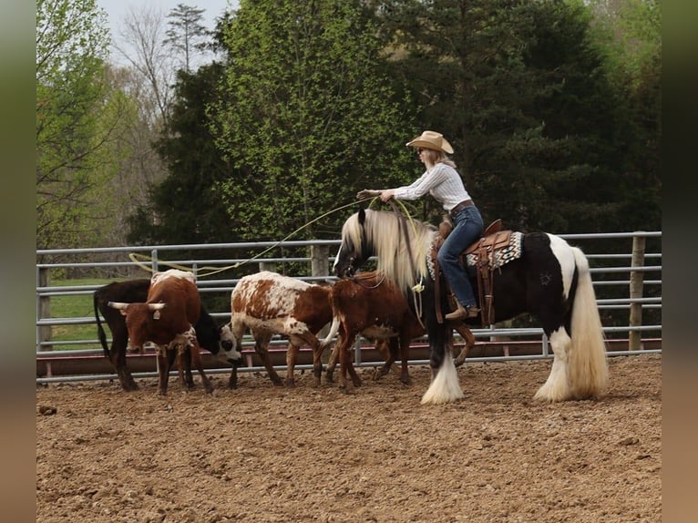 Cob Irlandese / Tinker / Gypsy Vanner Castrone 4 Anni in Mount Vernon kY