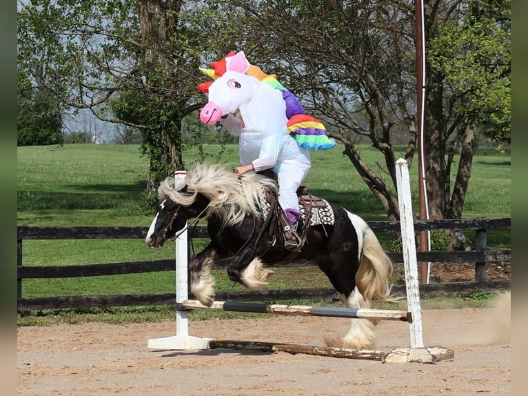 Cob Irlandese / Tinker / Gypsy Vanner Castrone 4 Anni in Mount Vernon kY