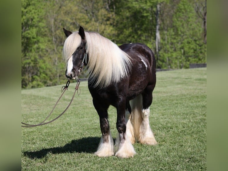 Cob Irlandese / Tinker / Gypsy Vanner Castrone 4 Anni in Mount Vernon kY