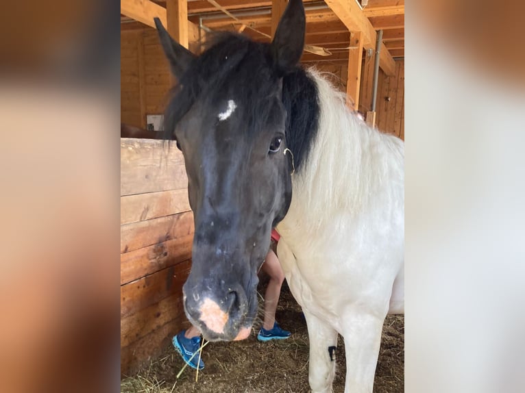 Cob Irlandese / Tinker / Gypsy Vanner Mix Castrone 4 Anni Pezzato in Kirchdorf an der Krems