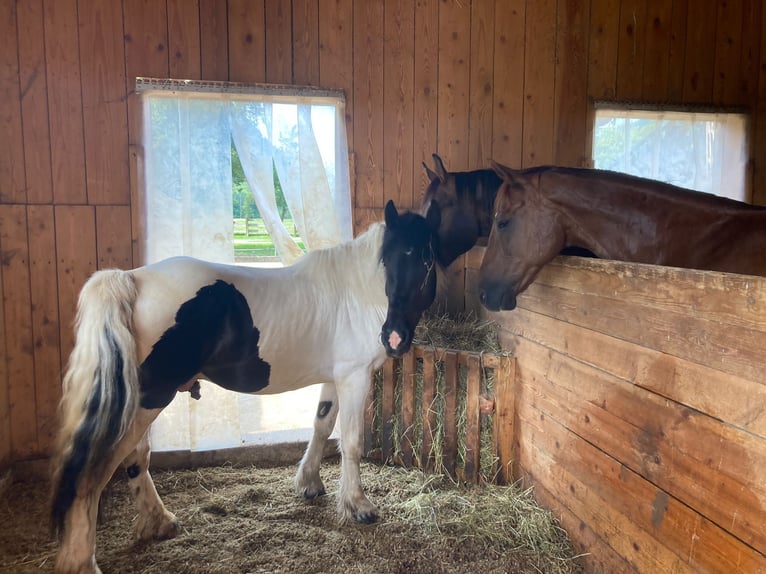 Cob Irlandese / Tinker / Gypsy Vanner Mix Castrone 4 Anni Pezzato in Kirchdorf an der Krems