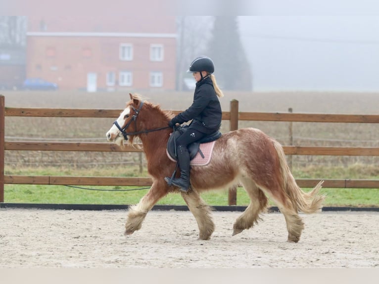 Cob Irlandese / Tinker / Gypsy Vanner Castrone 5 Anni 121 cm Overo-tutti i colori in Bogaarden