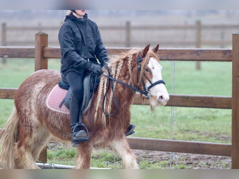 Cob Irlandese / Tinker / Gypsy Vanner Castrone 5 Anni 121 cm Overo-tutti i colori in Bogaarden