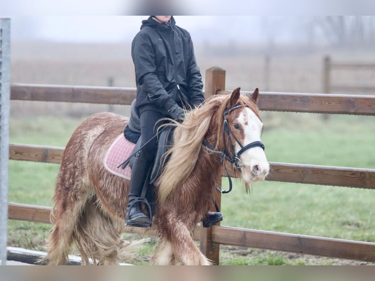 Cob Irlandese / Tinker / Gypsy Vanner Castrone 5 Anni 121 cm Roano rosso in Bogaarden