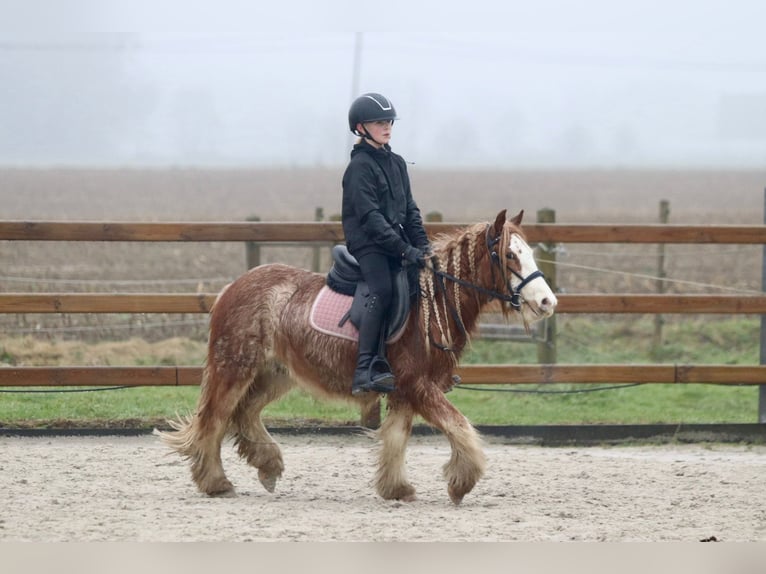 Cob Irlandese / Tinker / Gypsy Vanner Castrone 5 Anni 121 cm Roano rosso in Bogaarden