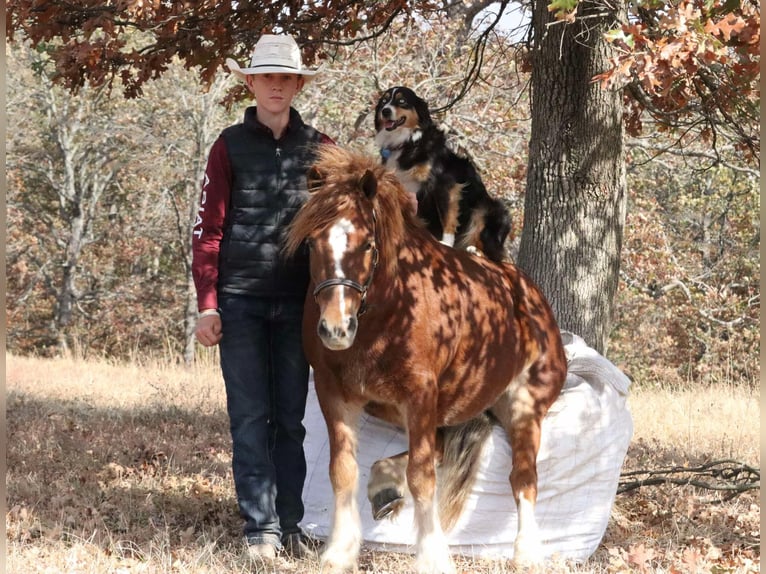 Cob Irlandese / Tinker / Gypsy Vanner Mix Castrone 5 Anni 122 cm Sauro ciliegia in Mount Vernon, MO