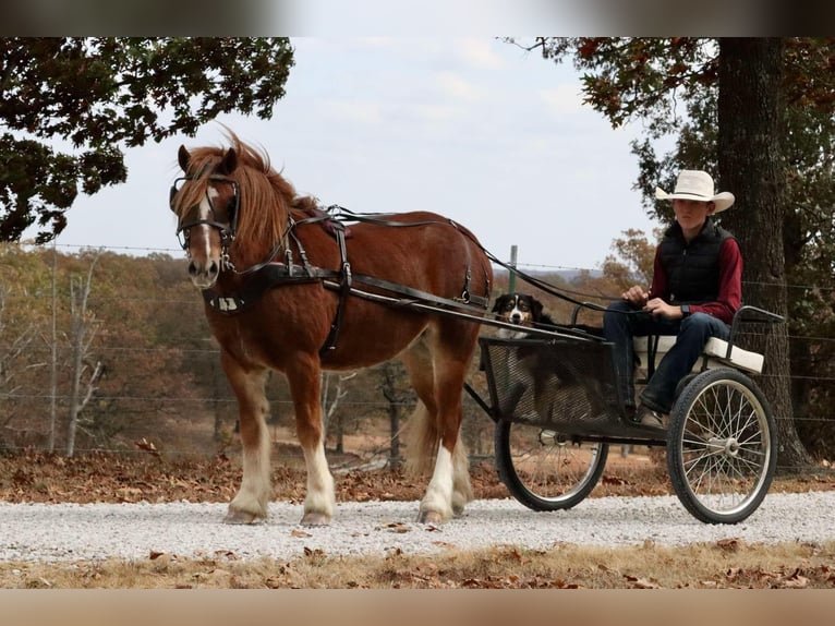 Cob Irlandese / Tinker / Gypsy Vanner Mix Castrone 5 Anni 122 cm Sauro ciliegia in Mount Vernon, MO