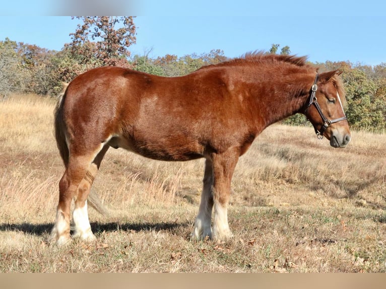 Cob Irlandese / Tinker / Gypsy Vanner Mix Castrone 5 Anni 122 cm Sauro ciliegia in Mount Vernon, MO