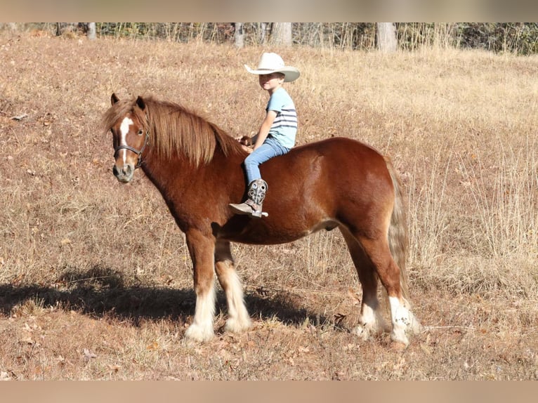 Cob Irlandese / Tinker / Gypsy Vanner Mix Castrone 5 Anni 122 cm Sauro ciliegia in Mount Vernon, MO